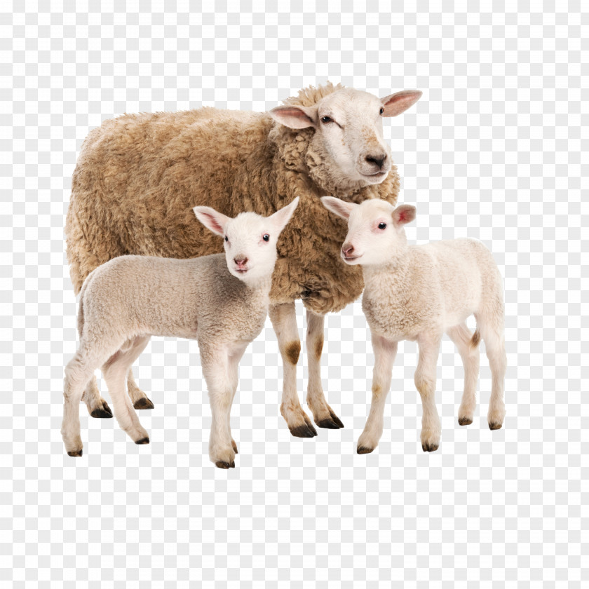 Sheep Limousin Cattle Charolais Goat Farm PNG