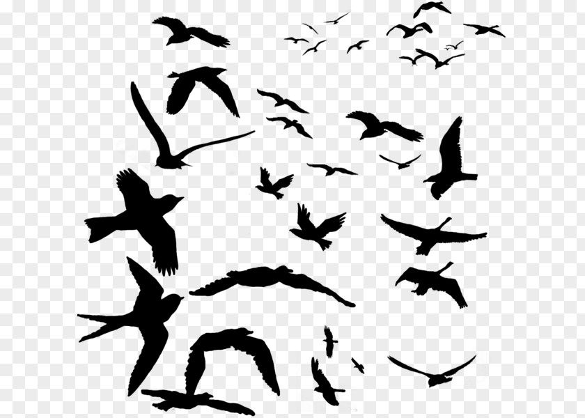 Silhouette Birds Bird Migration Beak Parrot Flock PNG