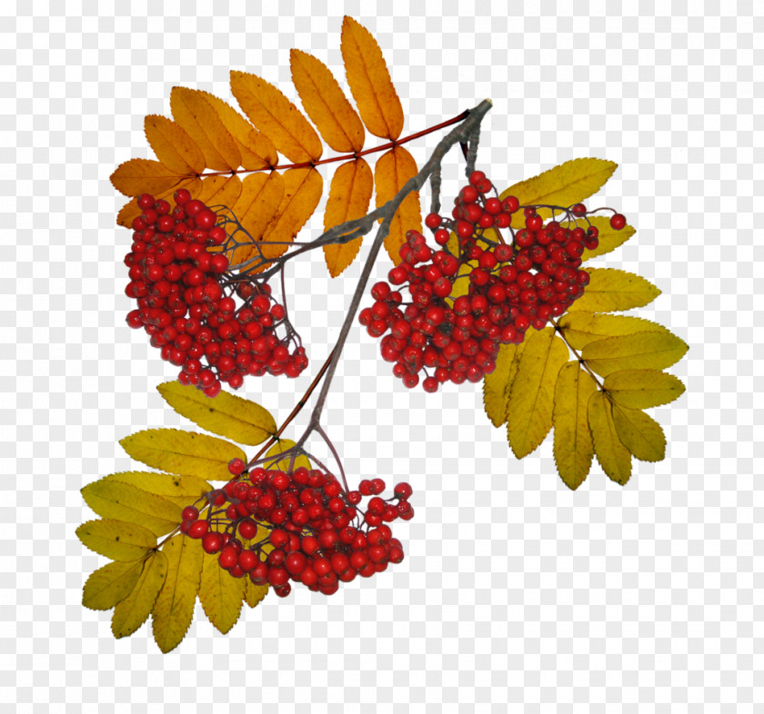 Watercolor Berries Sorbus Aucuparia Tree Winter Autumn Leaf PNG