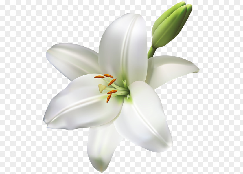 Callalily Arum-lily Easter Lily Tiger Lilium Bulbiferum Candidum PNG