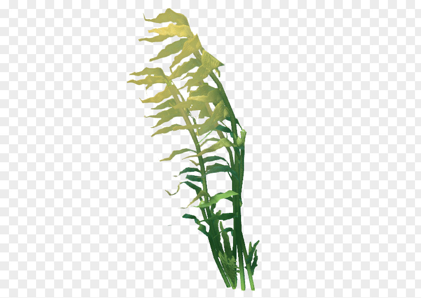 Leaf Giant Kelp Seaweed PNG