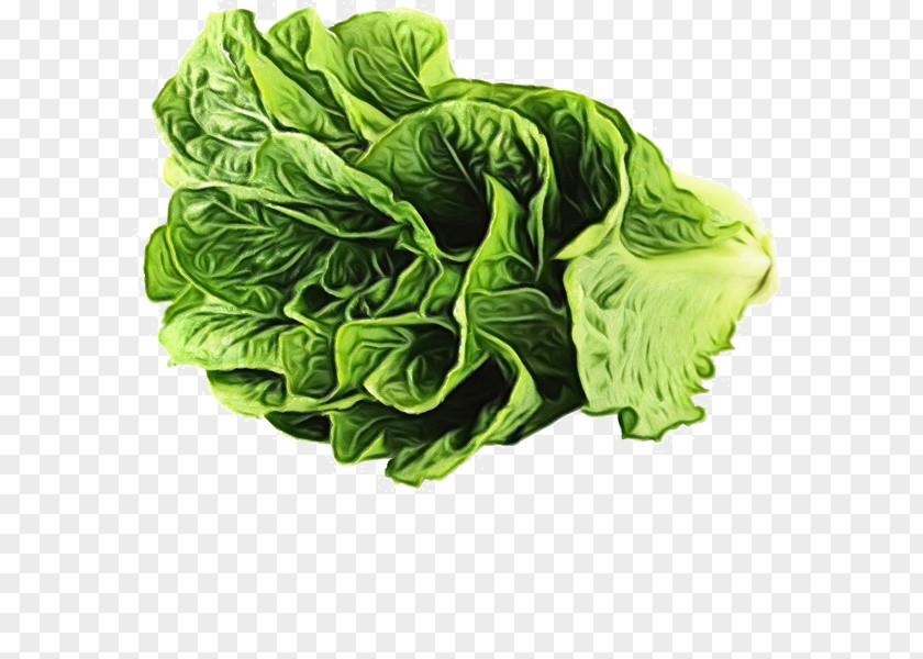 Wild Cabbage Chinese Green Leaf Background PNG