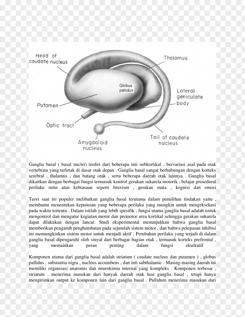 Basal Ganglia Striatum Globus Pallidus Caudate Nucleus PNG