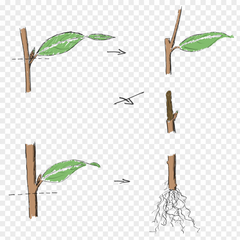 Bonsai Ficus Twig Cutting Pruning Plant PNG