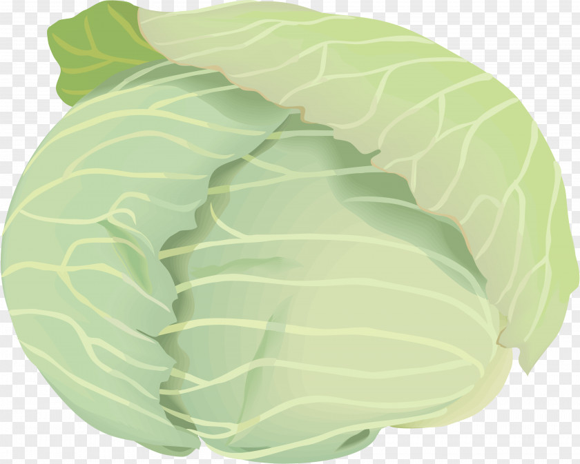 Cabbage Collard Greens Copyright-free Illustration Public Domain PNG