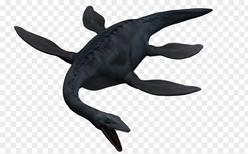 Elasmosaurus Clip Art Marine Mammal Tiger Shark Cartilaginous Fishes PNG