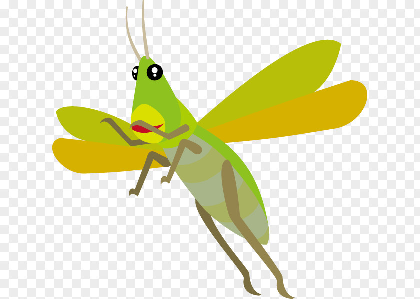 Insect Bitcoin Chinese Grasshopper Caelifera PNG