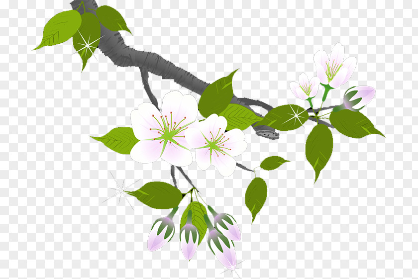 Plum Flower Blossom Branch Petal PNG