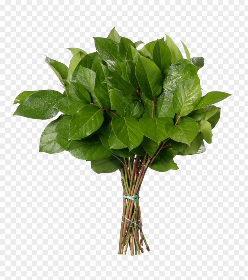 Salal Berry Incorporating Flower Bouquet Shallon Cut Flowers Garden Roses PNG