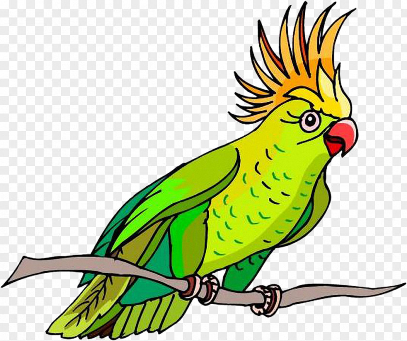 Bird Perroquet Clip Art PNG