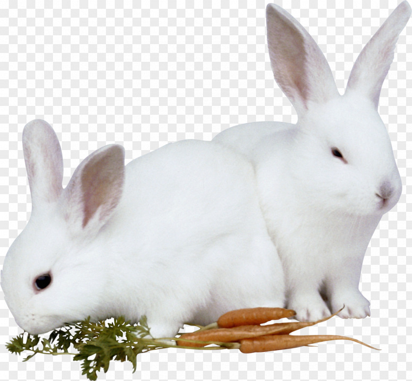 Bunny Rabbit Hare Easter Animal PNG