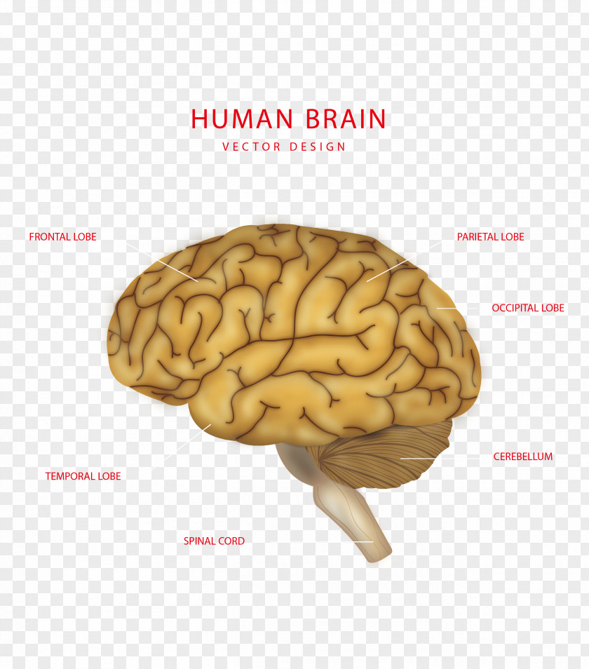 Creative Brain Structure Vector Human Body Euclidean PNG