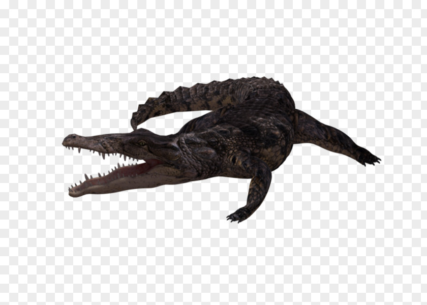 Crocodile Nile American Alligator Freshwater PNG