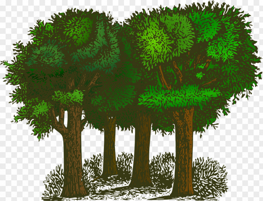 Foreign Forest Material Tree Free Content Clip Art PNG