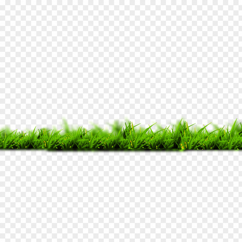 Green Grass Google Images Download Silvergrass PNG