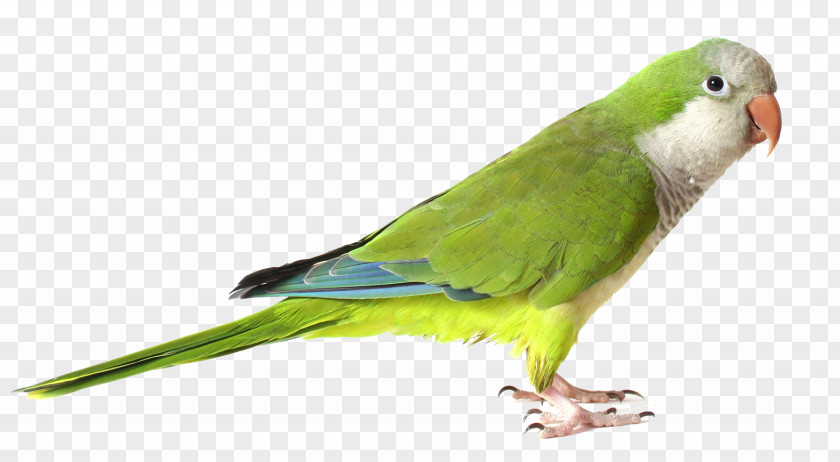 Green Parrot Monk Parakeet Bird PNG