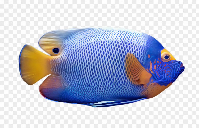 Rayfinned Fish Bonyfish Pomacentridae Pomacanthidae Blue PNG
