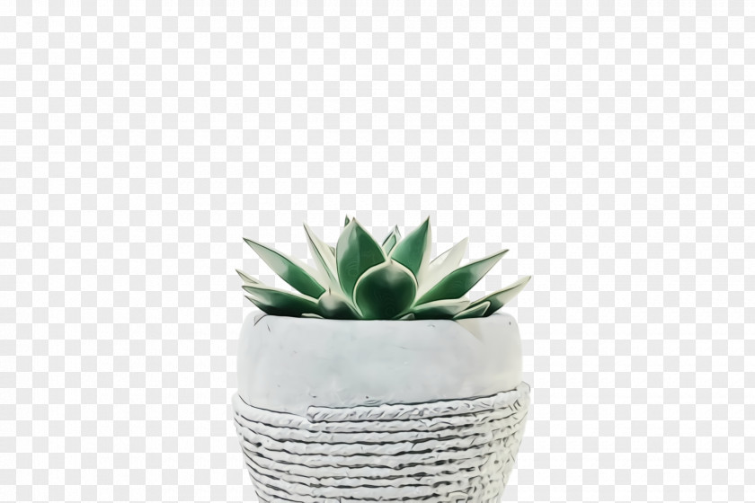 Succulent Plant Aloe Flowerpot White Echeveria Houseplant PNG