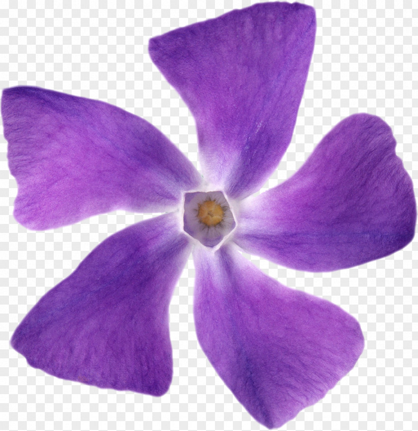 Violet Petal Flower Mulberry PNG
