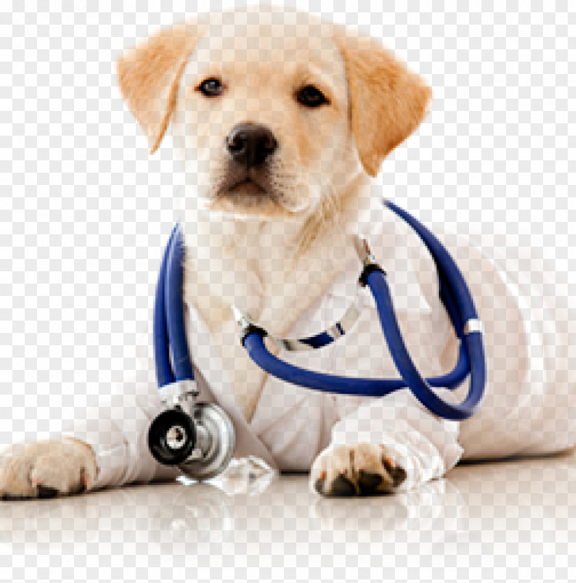 Dog Cat Veterinarian Surgery Clinique Vétérinaire PNG