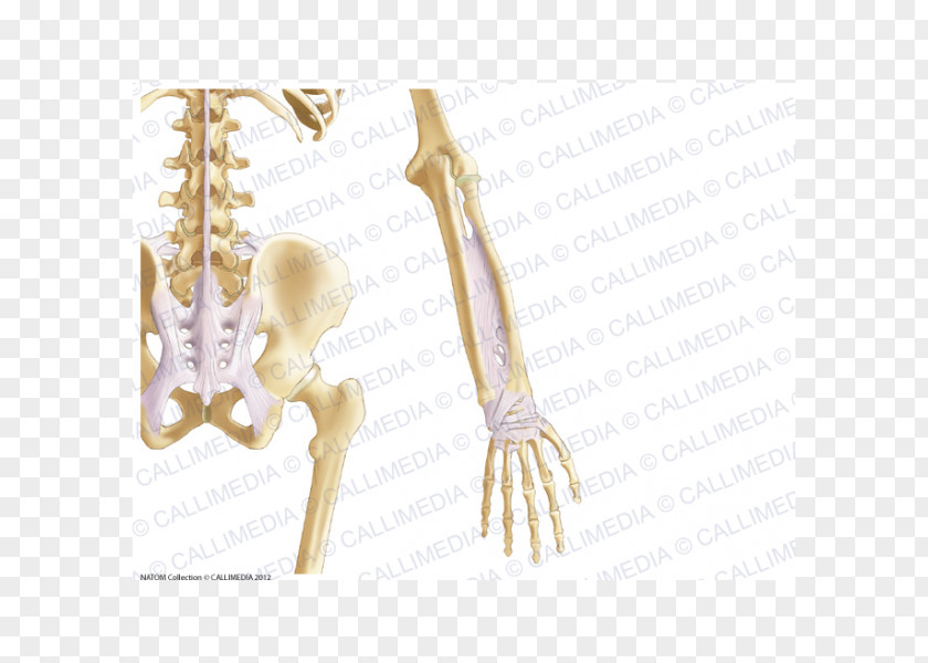 Hand Finger Forearm Ligament Anatomy Human Skeleton PNG