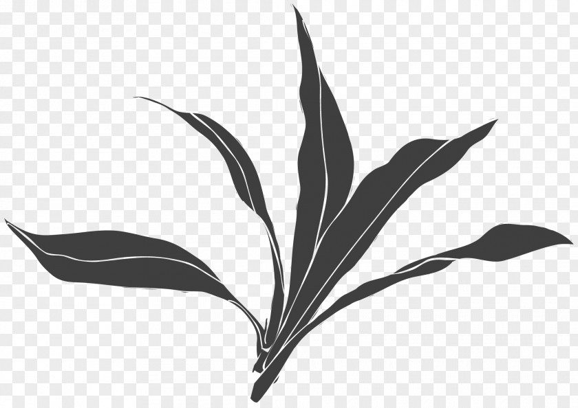 Hand-painted Floral Motifs Black And White Leaf Plant PNG