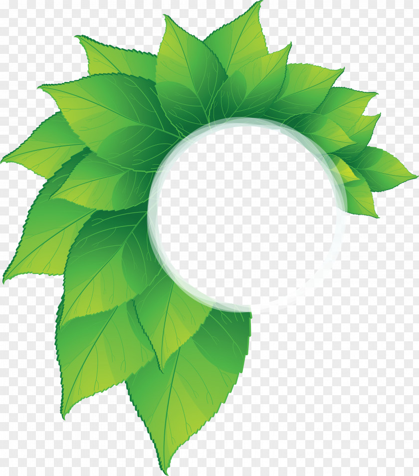 Leaf Frame PNG