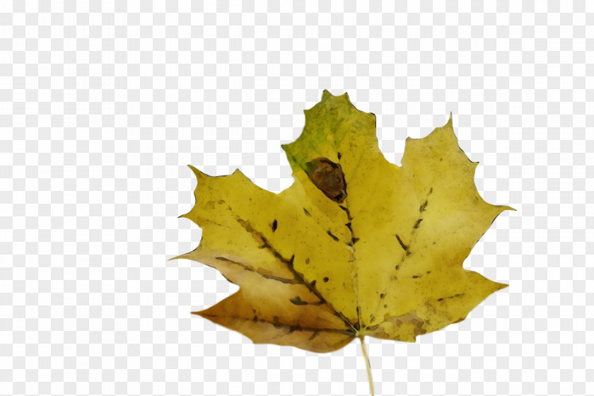 Leaf Maple / M Tree Biology Science PNG