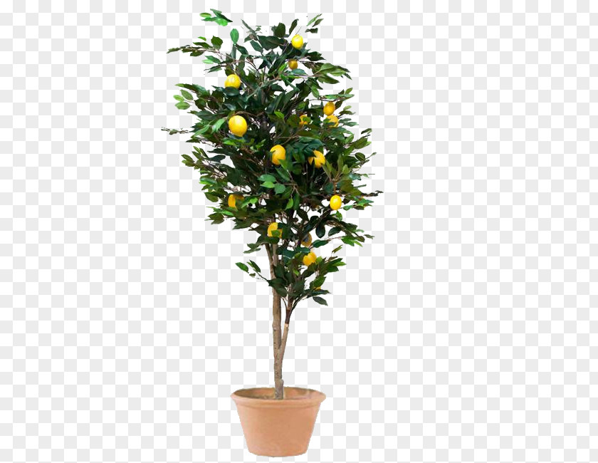 Lemon Meyer Weeping Fig Tree Houseplant PNG