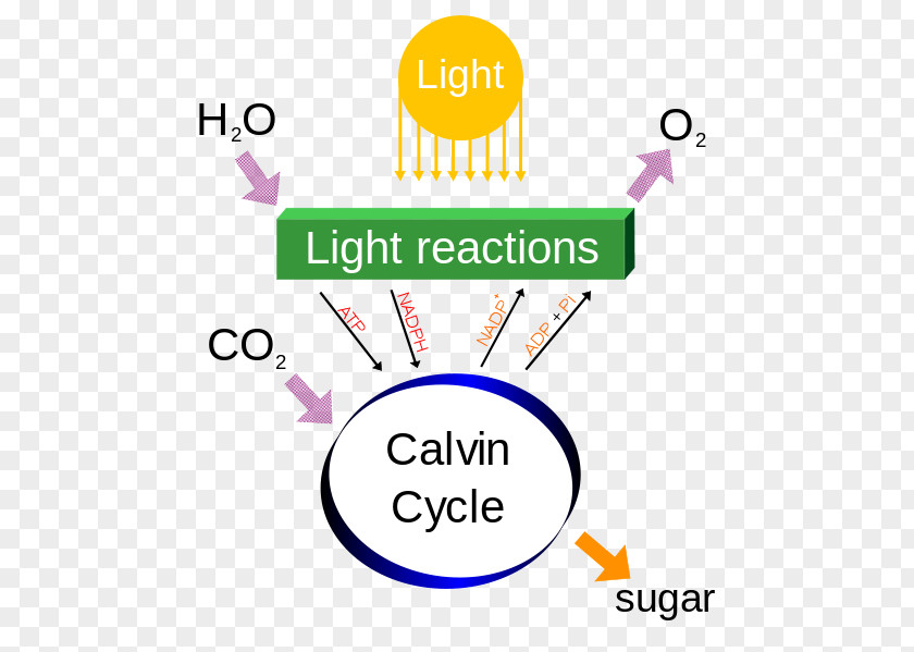 Natural Light Source Photosynthesis Process Metabolism Plants Light-dependent Reactions PNG