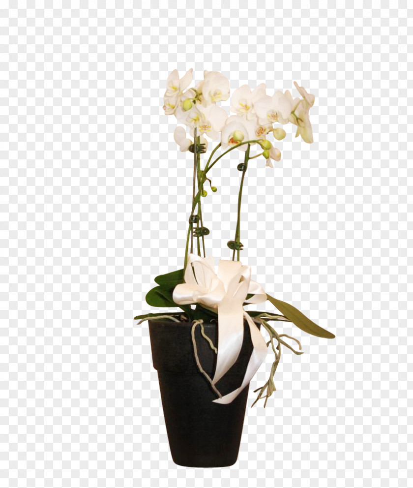 Decorative Orchid Moth Orchids Floral Design Cut Flowers Vase PNG