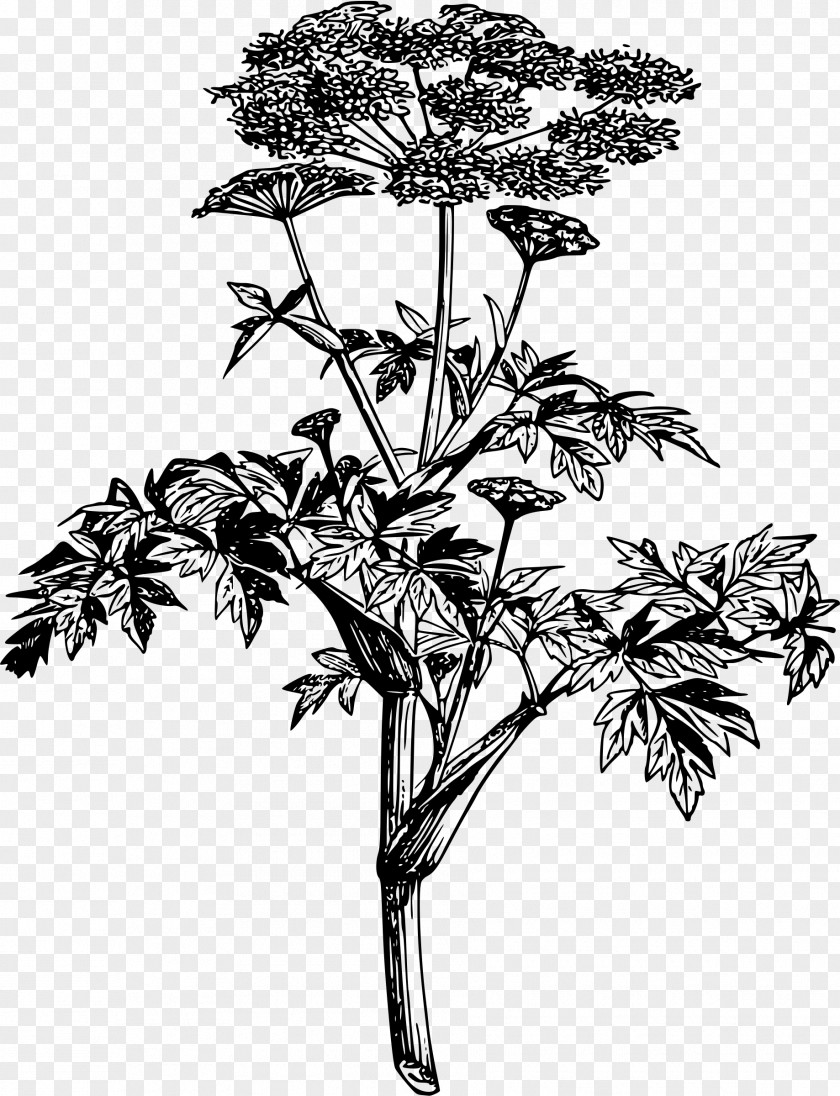 Flower Black Angelica Archangelica Plant Drawing Root PNG