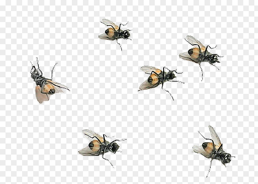 Fruit Flies Honey Bee Fly Insect PicsArt Photo Studio PNG