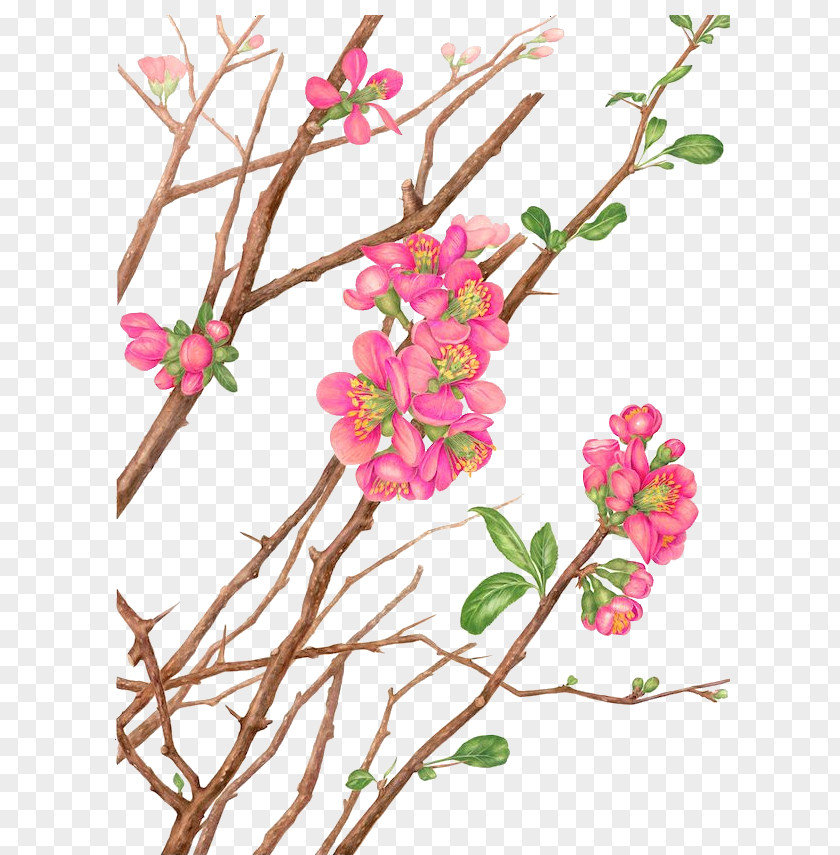 Peach Branches Buckle Clip Free Watercolour Flowers Watercolor Landscape Painting Botanical Illustration PNG