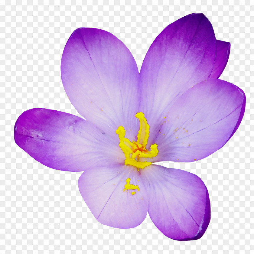 Saffron Crocus Flowering Plant Petal Flower Violet PNG
