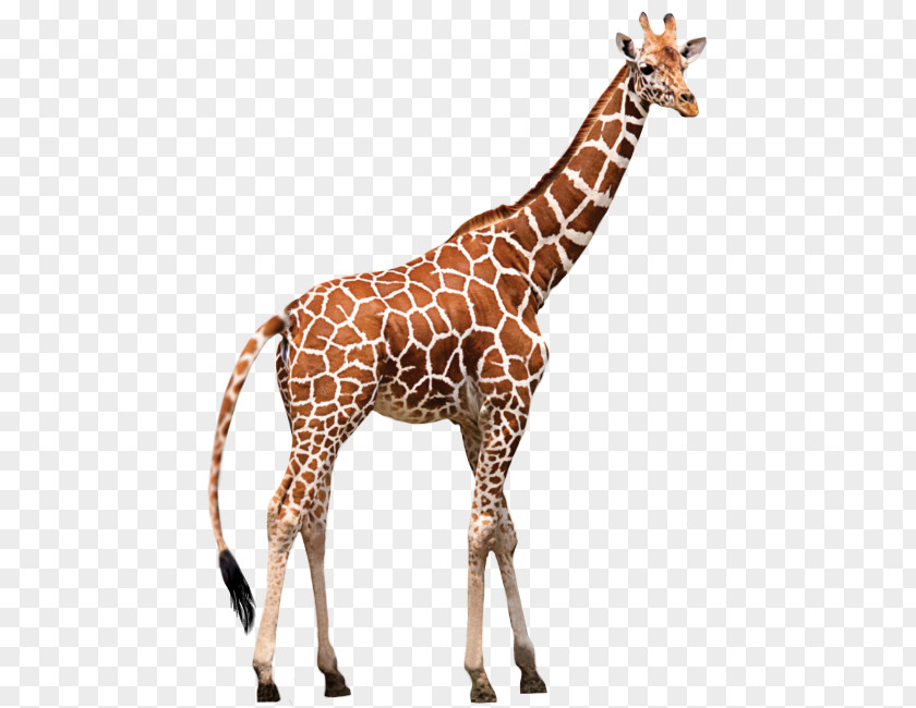 Giraffe Okapi Vertebrate Northern Panthera PNG