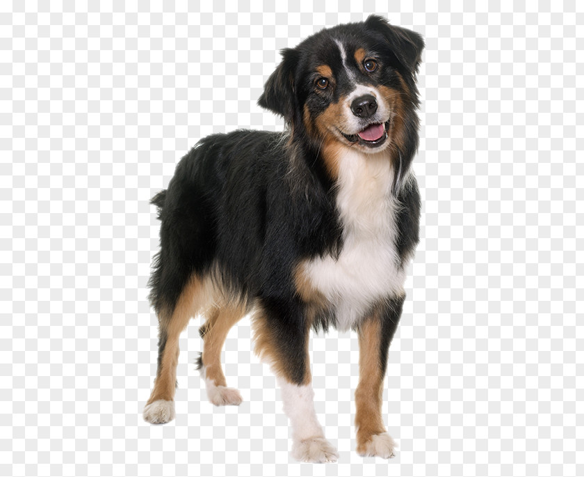 Large Dogs Australian Shepherd Puppy Royalty-free Photo-book PNG