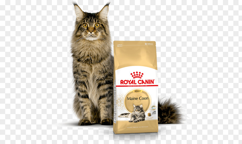 Maine Coon Cat Food Persian Raccoon British Shorthair PNG