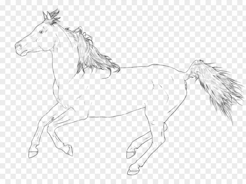 Mustang Arabian Horse Stallion Line Art Pony PNG