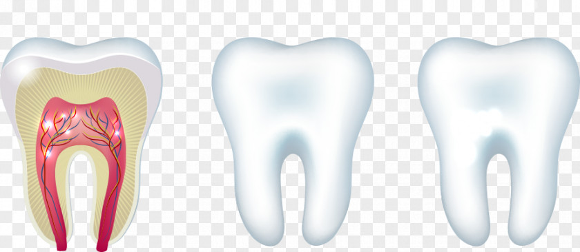 Vector Teeth And A Sectional View Tooth Clip Art PNG