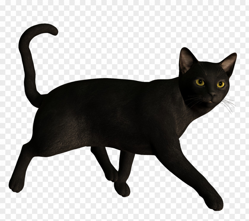 Black Cat Bombay Burmese Korat Tonkinese German Rex PNG