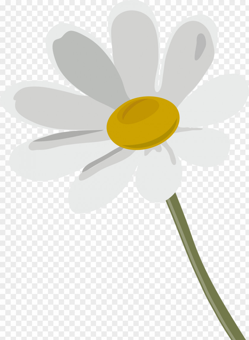Camomile Oxeye Daisy German Chamomile Flower Clip Art PNG