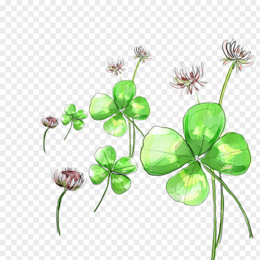 Clover Flower Picture Material Four-leaf PNG