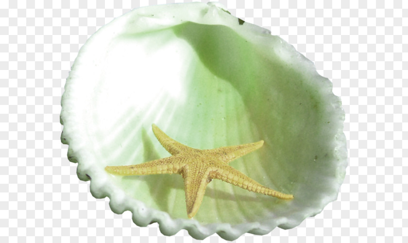 Fresh Shell Starfish Mollusc Seashell Photography PNG