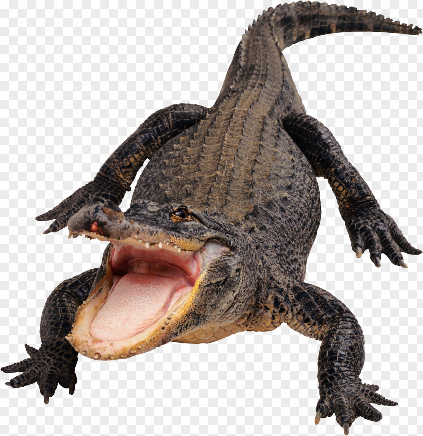 Alligator Amazon.com Crocodile Flashcard PNG
