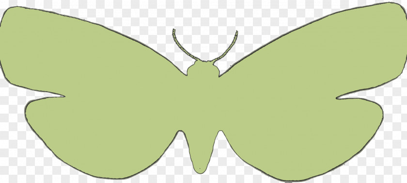 Butterfly Brush-footed Butterflies Moth Green PNG