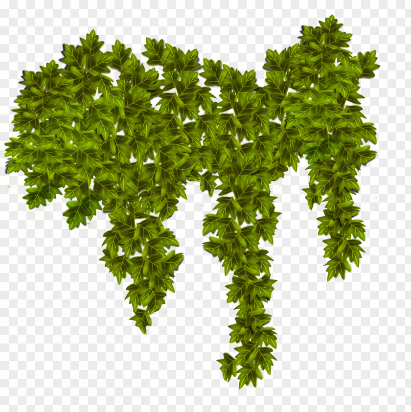 LAND Plant Common Ivy Vine PNG