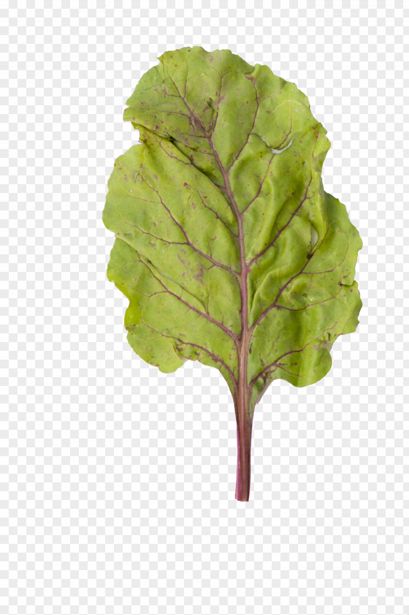 Leaf Common Beet Photosynthesis Plant Chard PNG