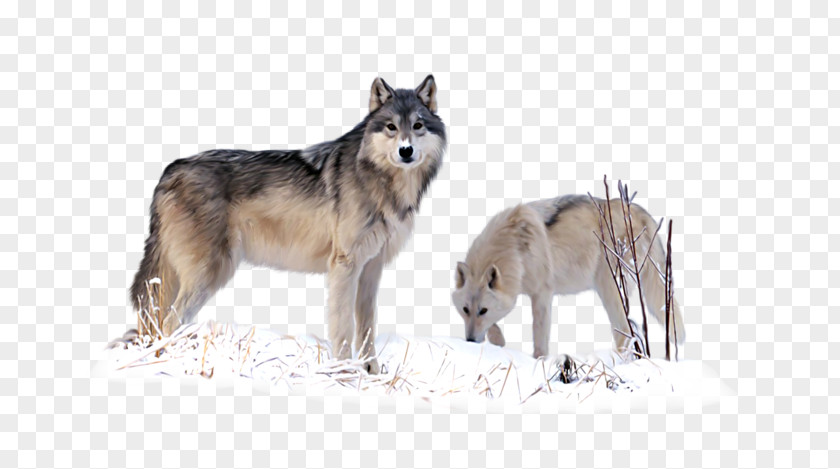 Loup Czechoslovakian Wolfdog Saarloos Coyote Utonagan Alaskan Tundra Wolf PNG