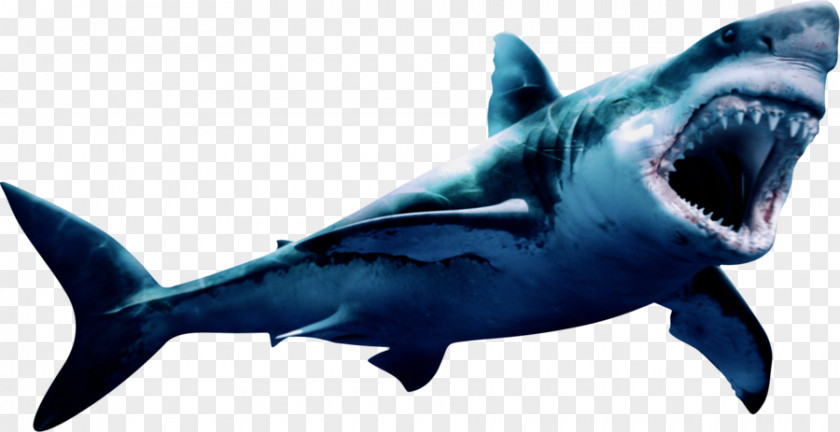 Megalodon Border Great White Shark Image PNG